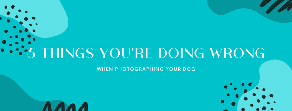 things youre doing wrong when photographing your dog