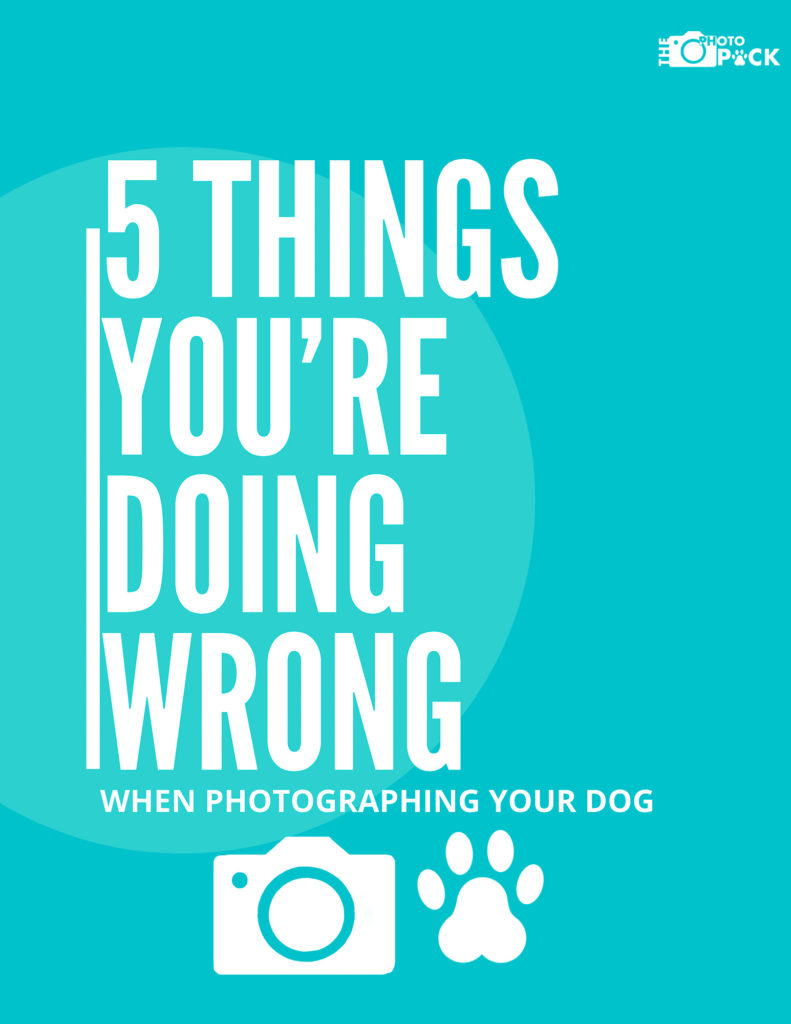 5 things you are doing wrong when photographing your dog 